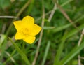 Bulbous Buttercup Ã¢â¬â Ranunculus bulbosus